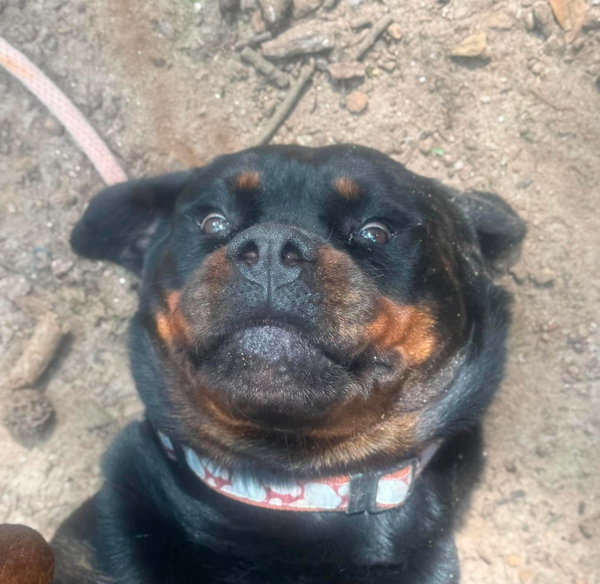 Eva - rottie