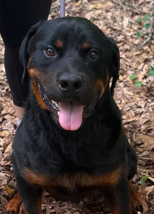 Rocco, an adoptable Rottweiler in Hillsboro, NH