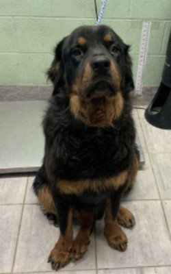 Apollo, an adoptable Rottweiler in Hillsboro, NH