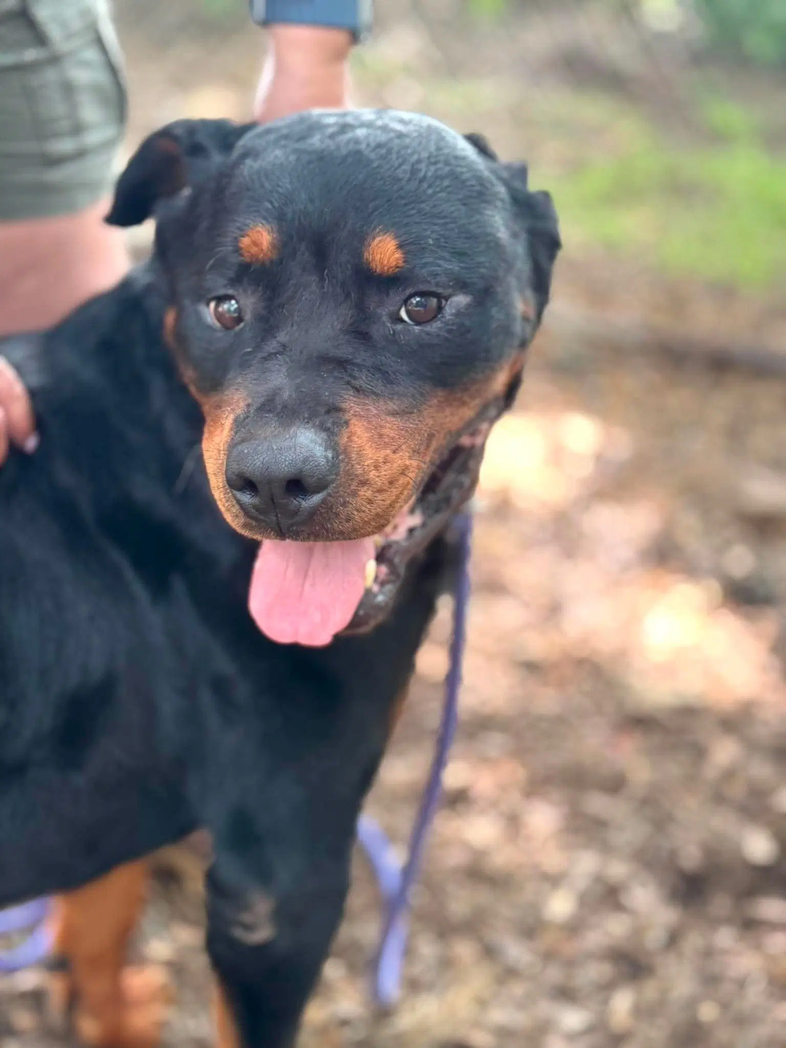 Gemini - Rottweiler