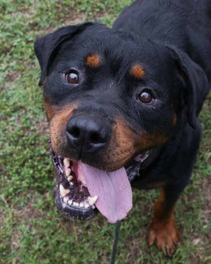 Gemini, an adoptable dog
