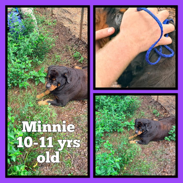 Minnie
