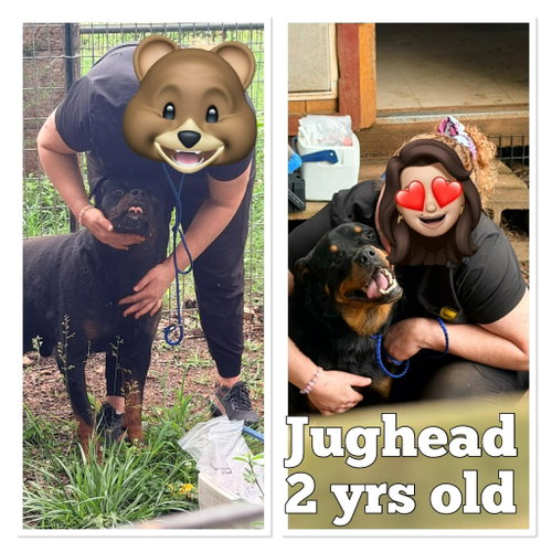 Jughead