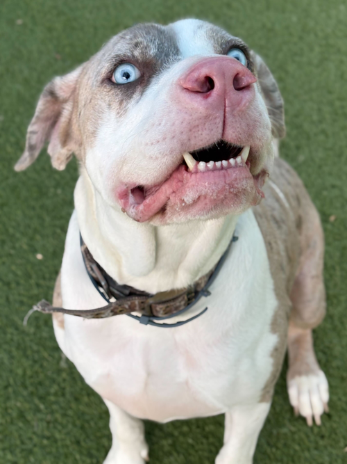 Dozer, an adoptable Great Dane in Hillsboro, NH