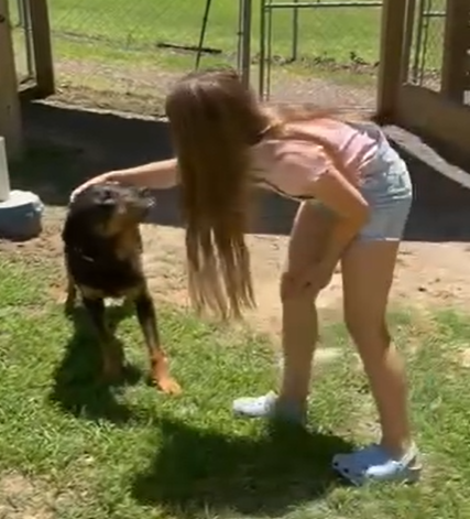TINY - Rottweiler available for adoption