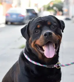 Umi - Rottweiler