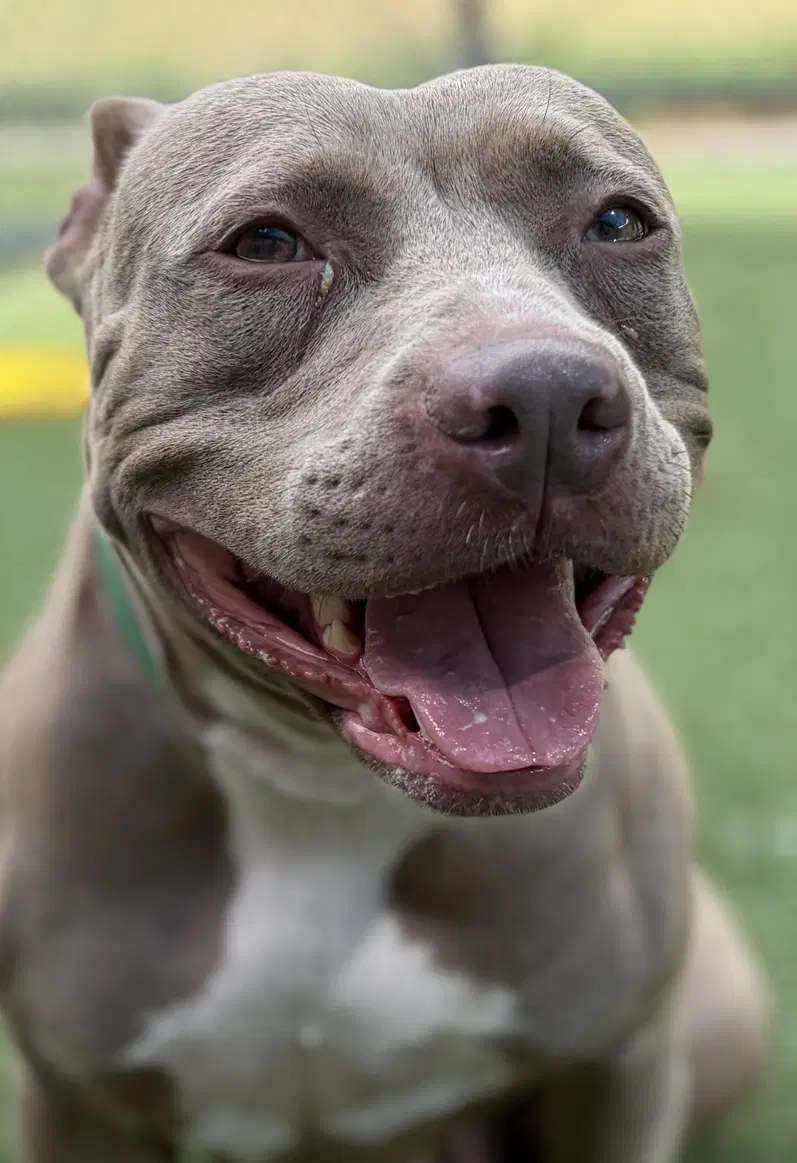 Ann - Pit Bull Terrier
