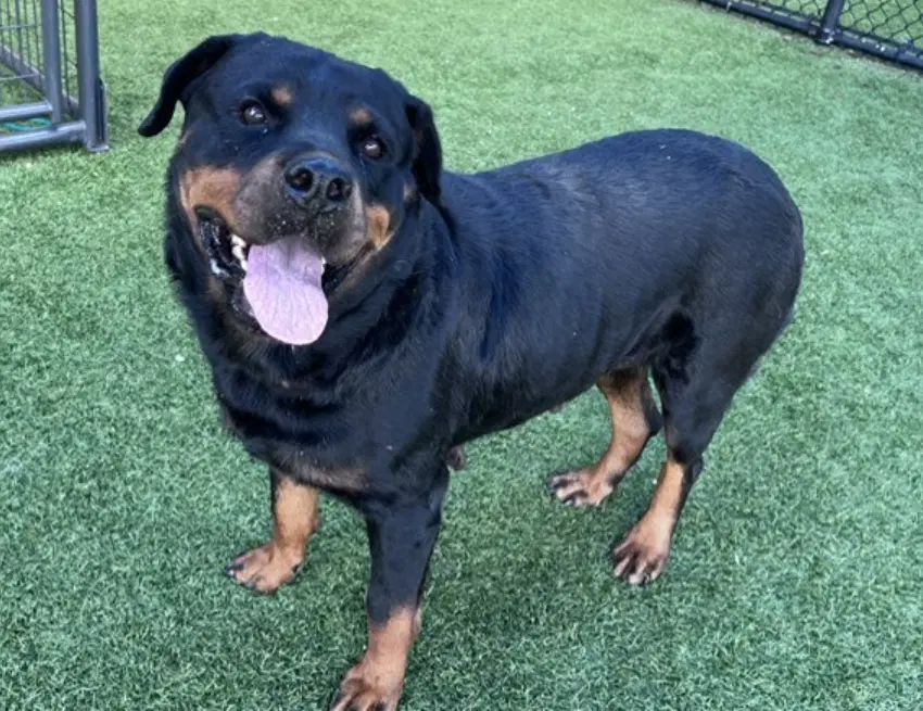 Kenedi - Rottweiler