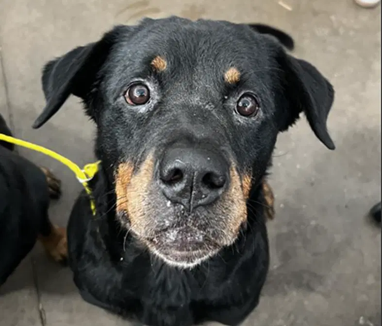 Shyla - Rottweiler