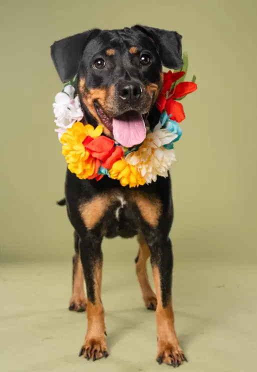 Dallas - Rottweiler