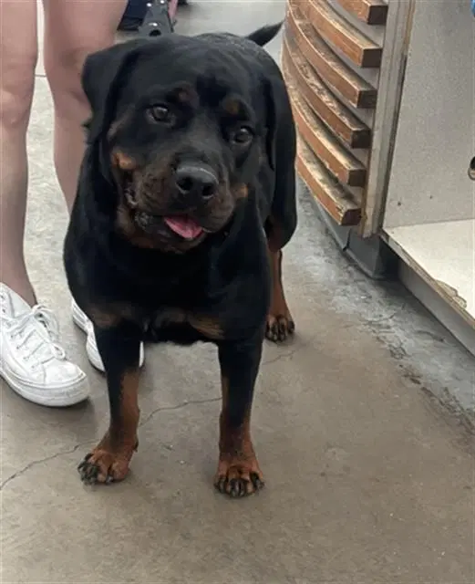 Luna Bear - Rottweiler
