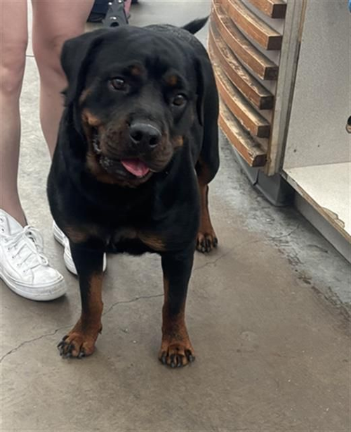 Luna Bear, an adoptable dog
