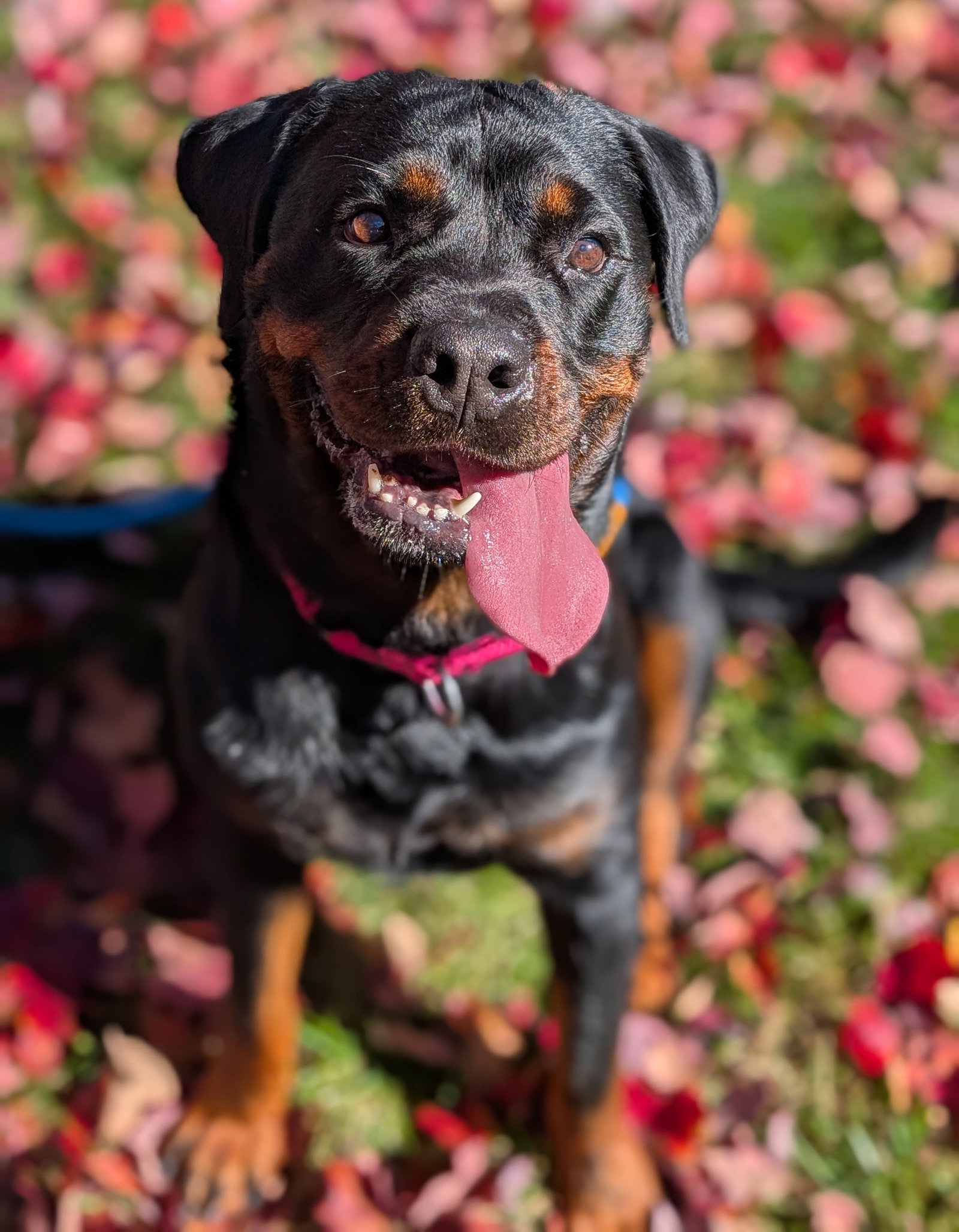 Luna Bear, photo 2