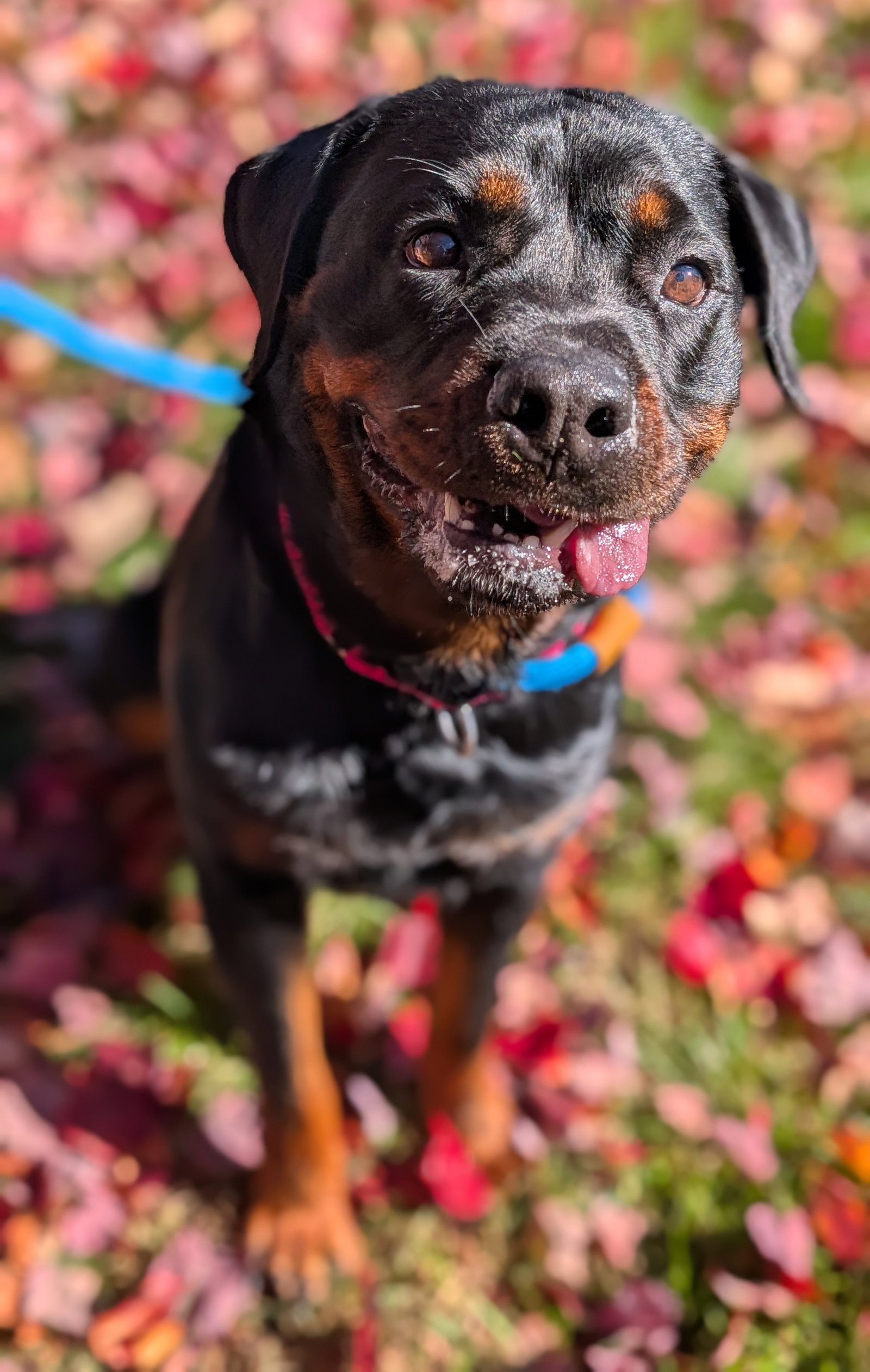 Luna Bear, photo 5