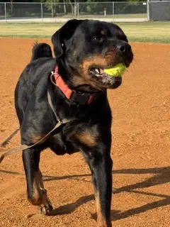 Daisy Duke - Rottweiler