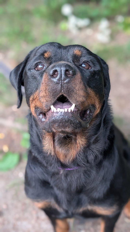 Daisy Duke, an adoptable dog