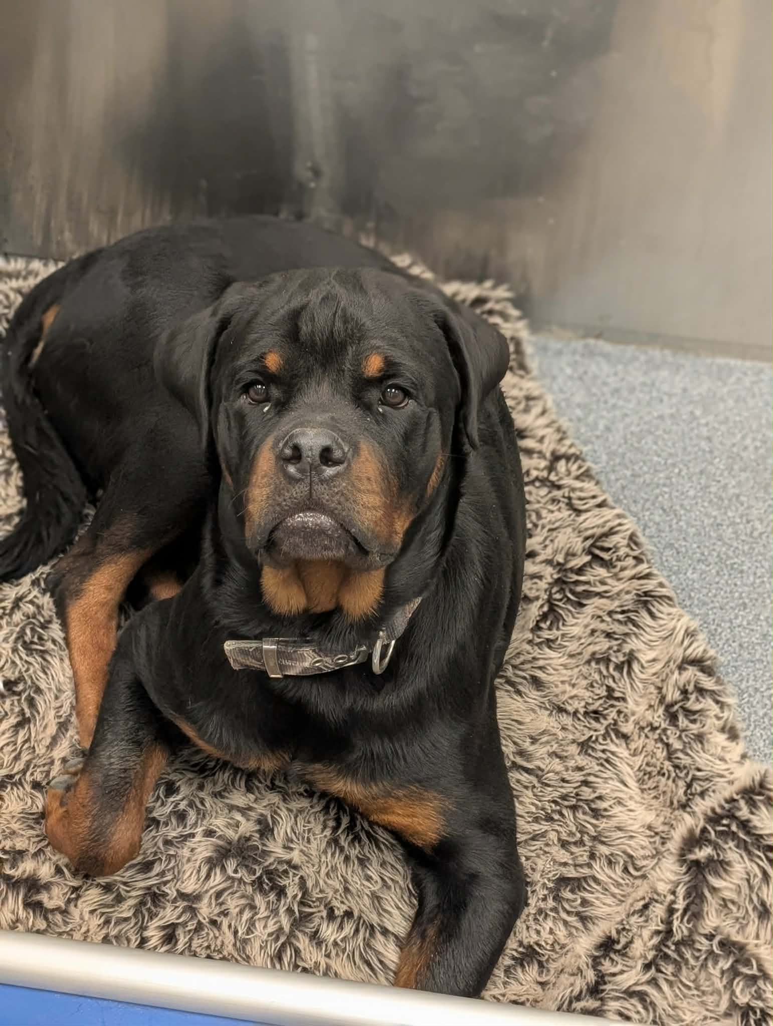 Zeus - Rottweiler