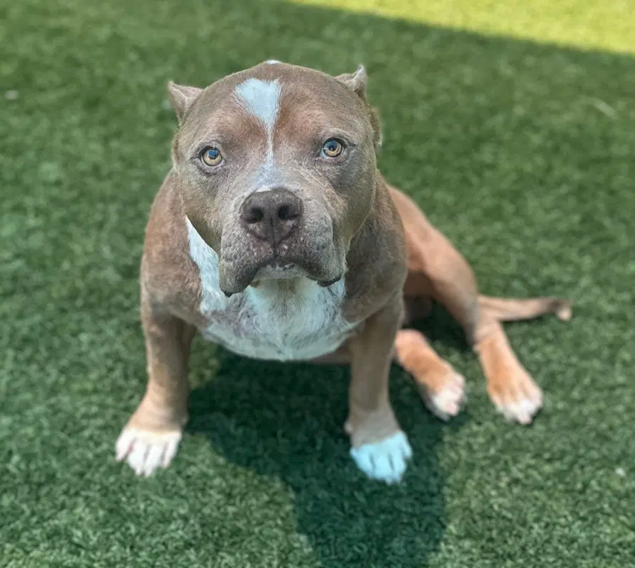 Bugs Bunny - Pit Bull Terrier