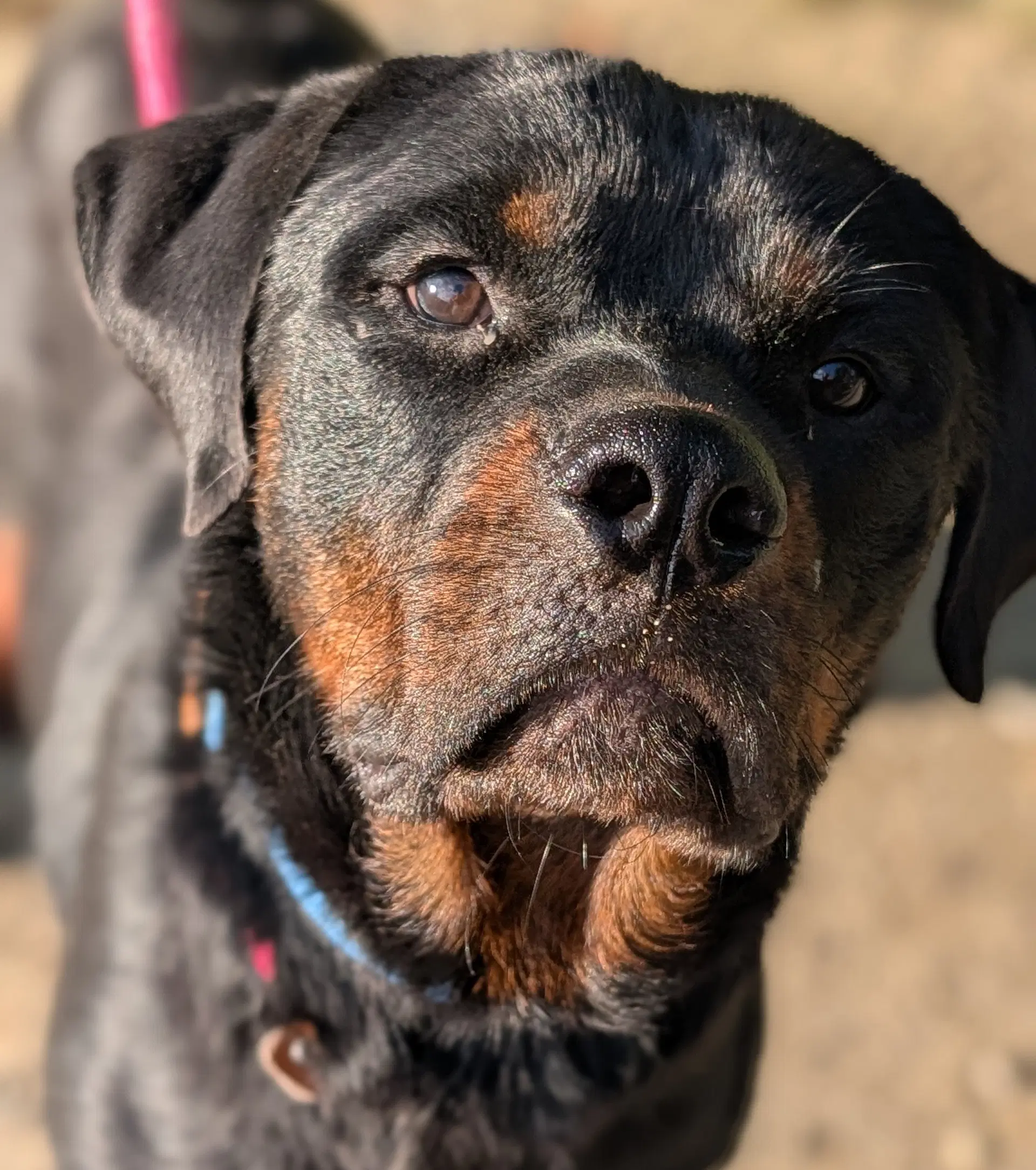 Yogi - Rottweiler