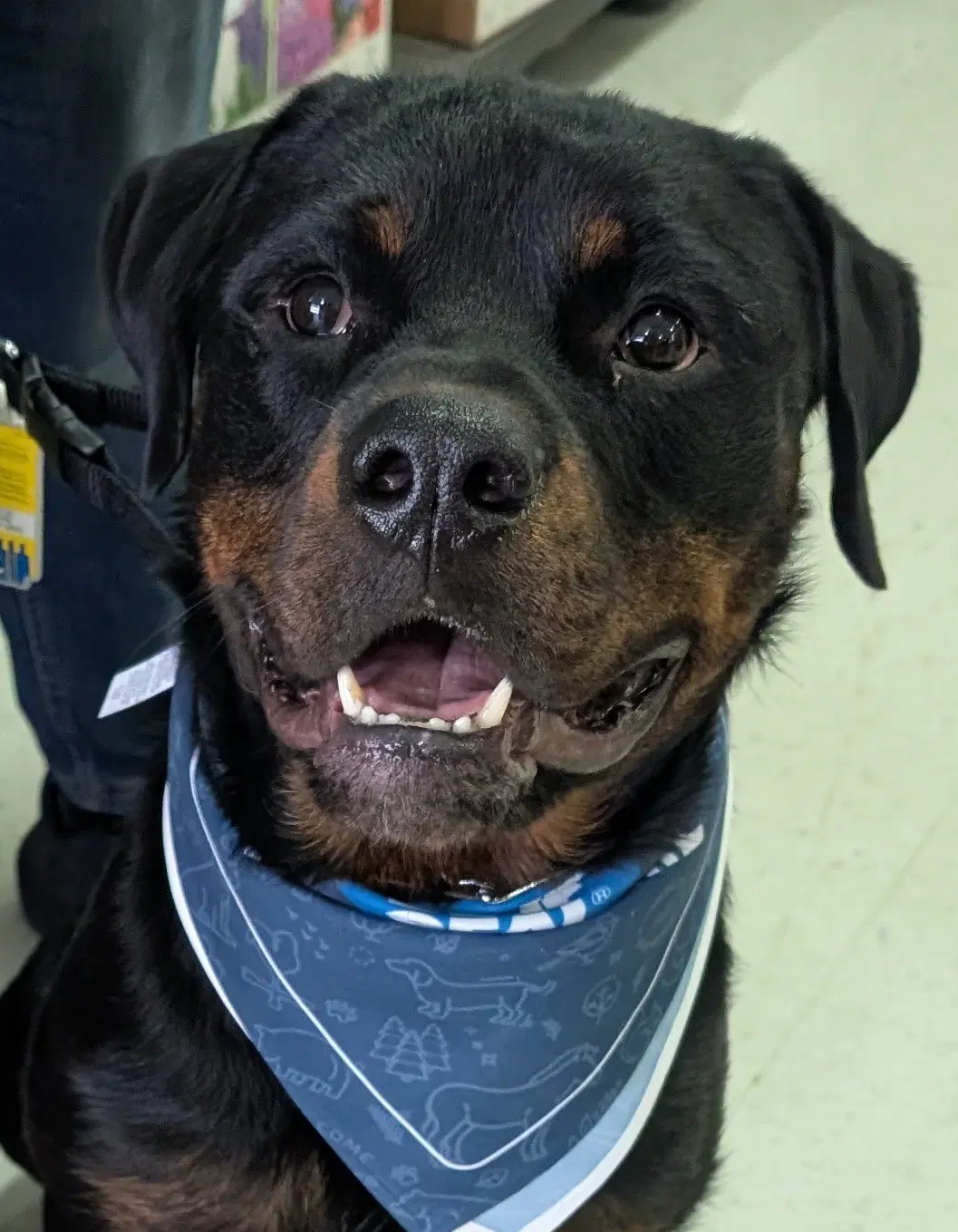 Yogi - Rottweiler
