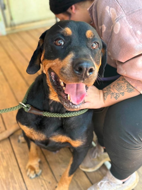 Sadie, an adoptable dog