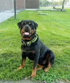 Raven Guard - Rottweiler