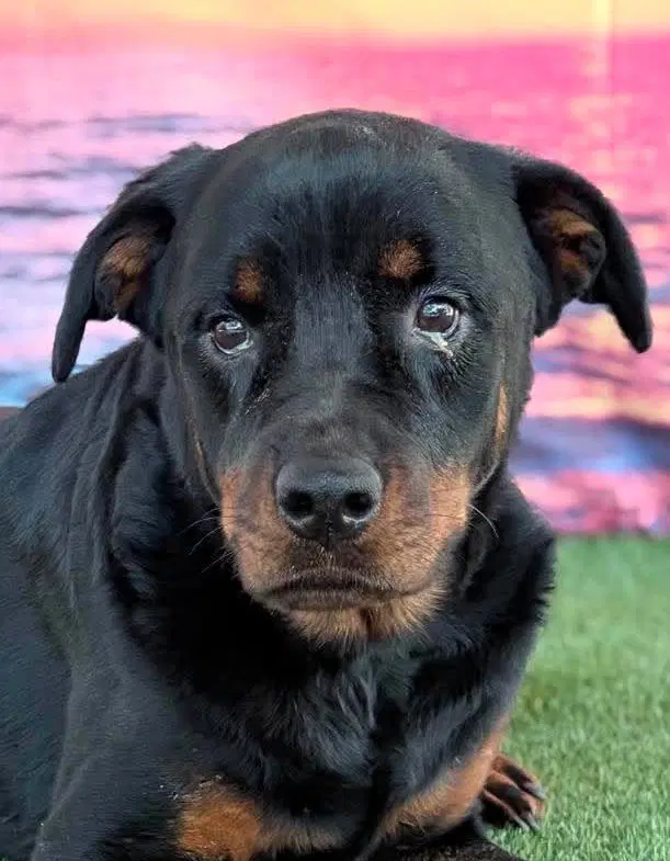 Delilah - Foster Needed image 1