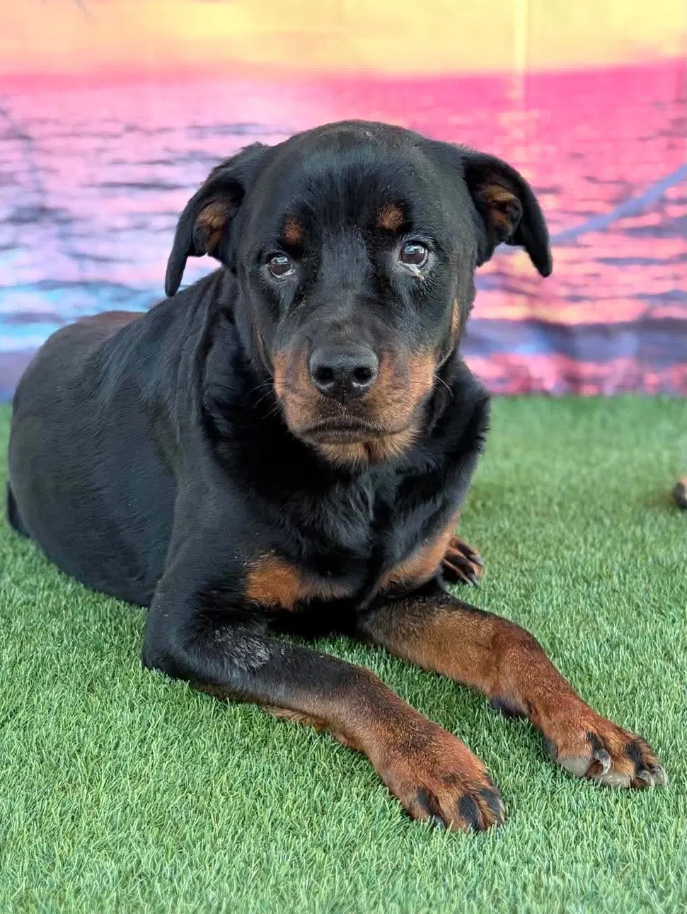 Delilah - Foster Needed image 2