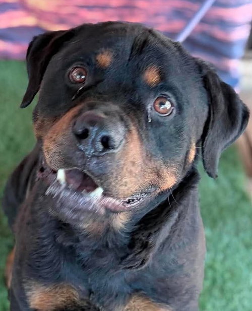 Peyton - Foster Needed, an adoptable dog