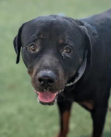 Clyde - Rottweiler