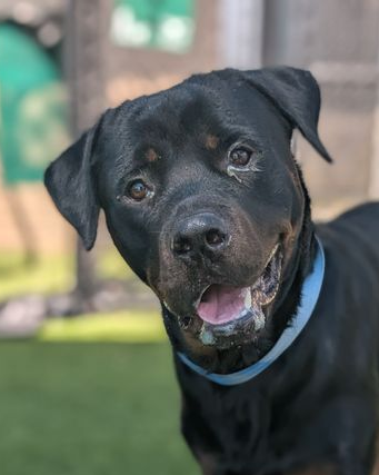 Clyde, an adoptable dog