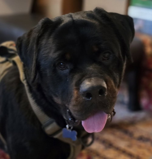 Dan, an adoptable dog