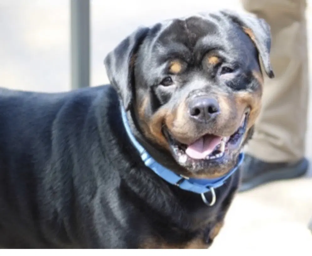 Gunner - Rottweiler