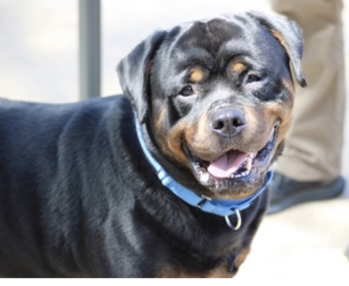 Gunner, an adoptable dog