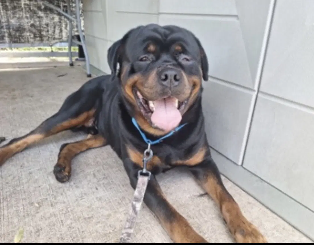 Gunner image 2