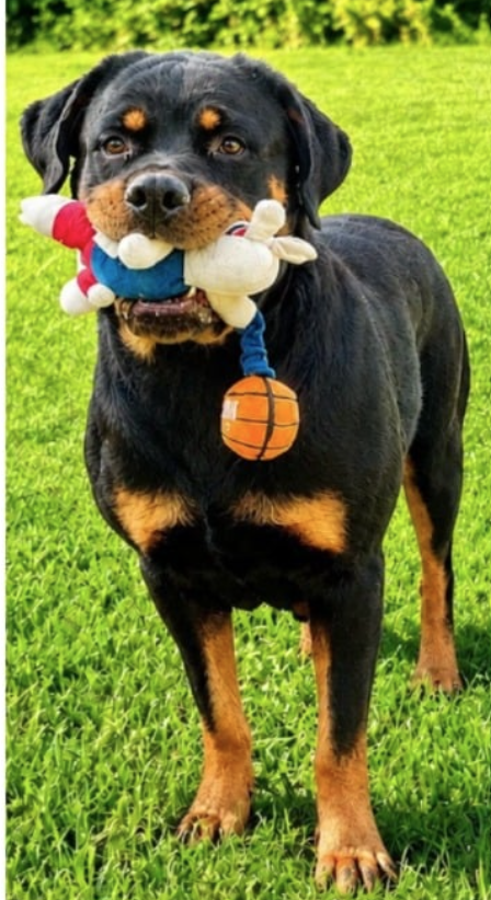 Diamond, an adoptable dog