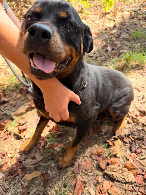 Bella Ruth, an adoptable dog