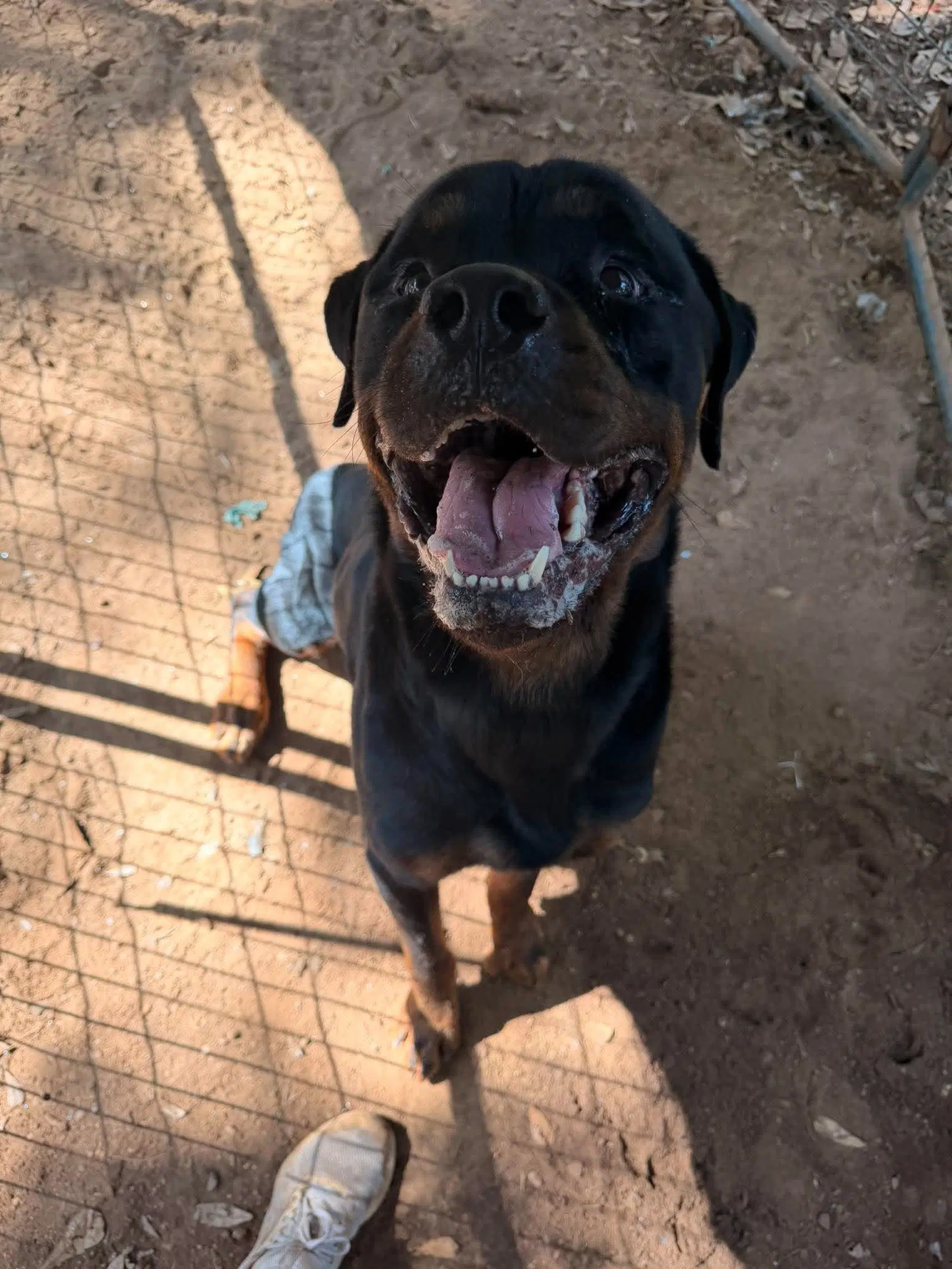 Felix - Rottweiler