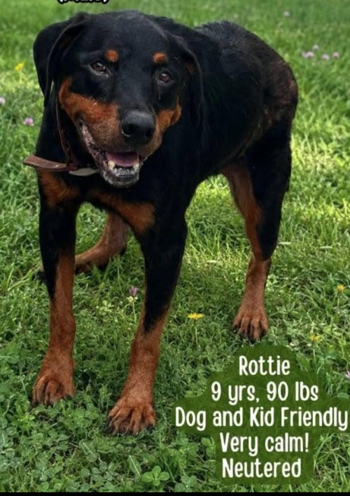 Bogie, an adoptable dog