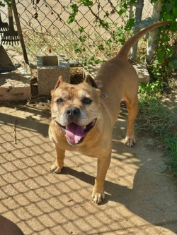 Dudley, an adoptable dog