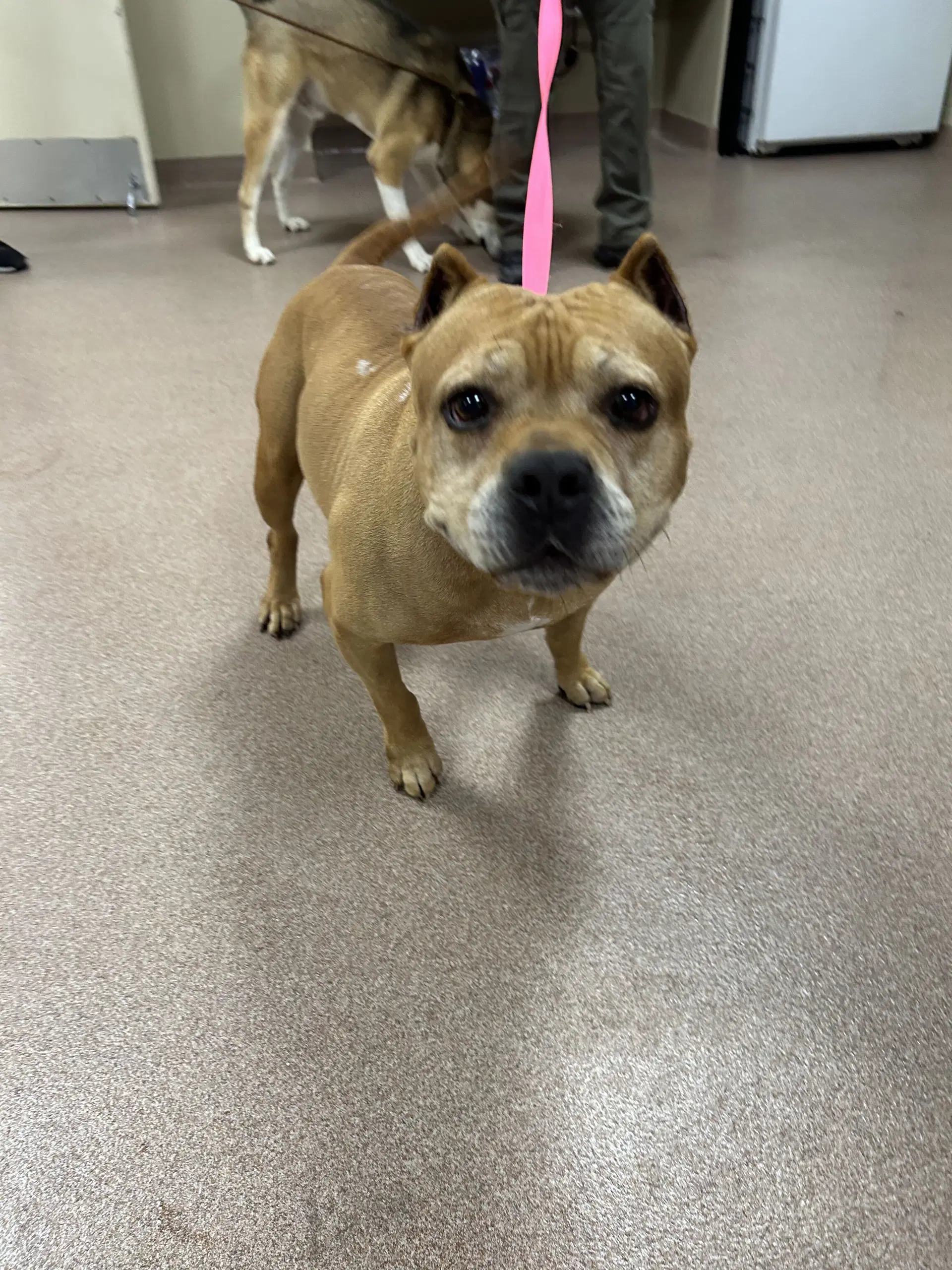 Name This Bully - Fka Dudley image 4