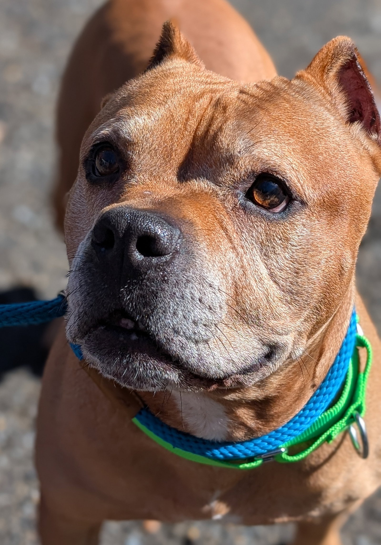 Name This Bully - FKA Dudley