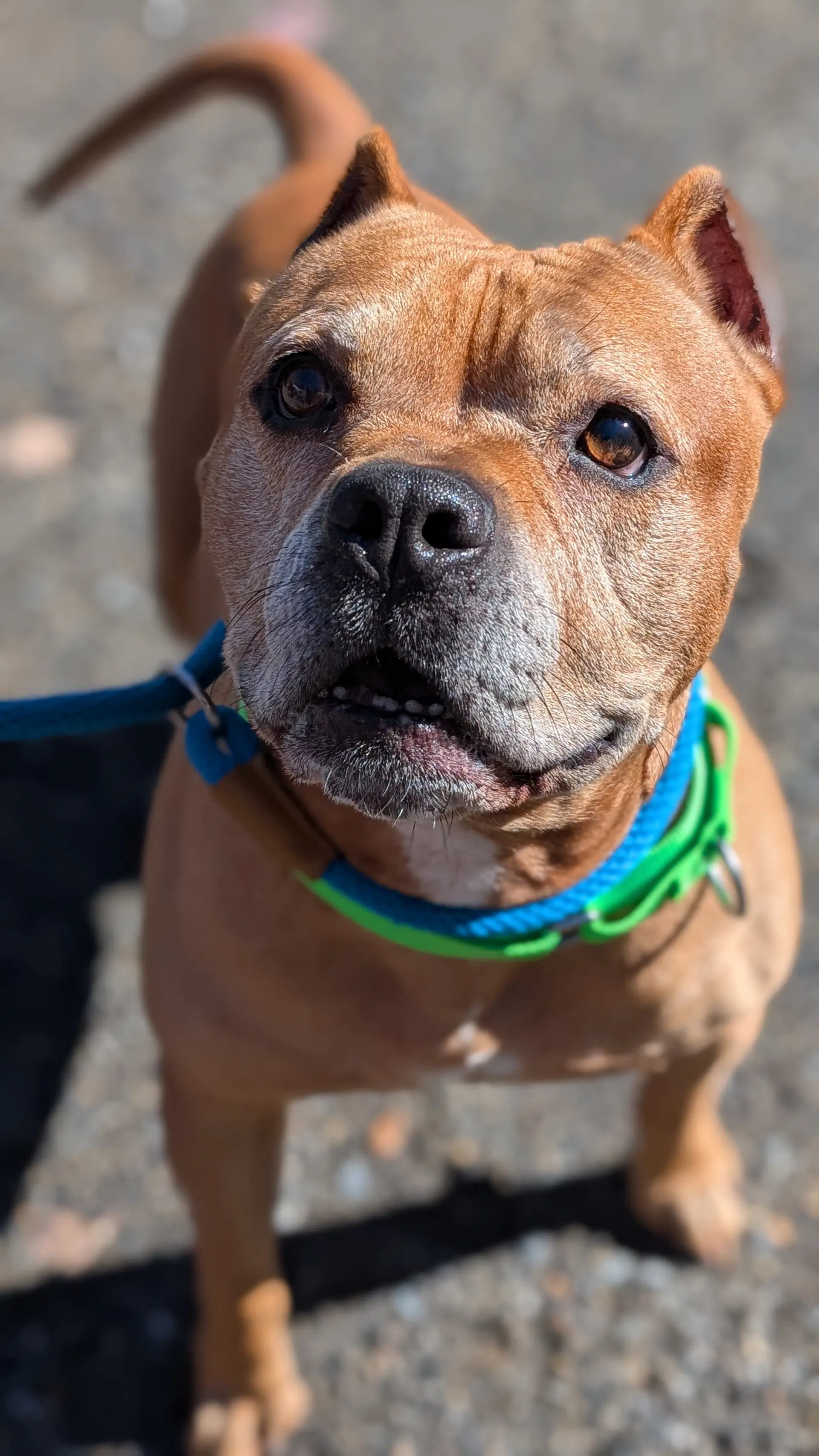 Name This Bully - Fka Dudley image 2