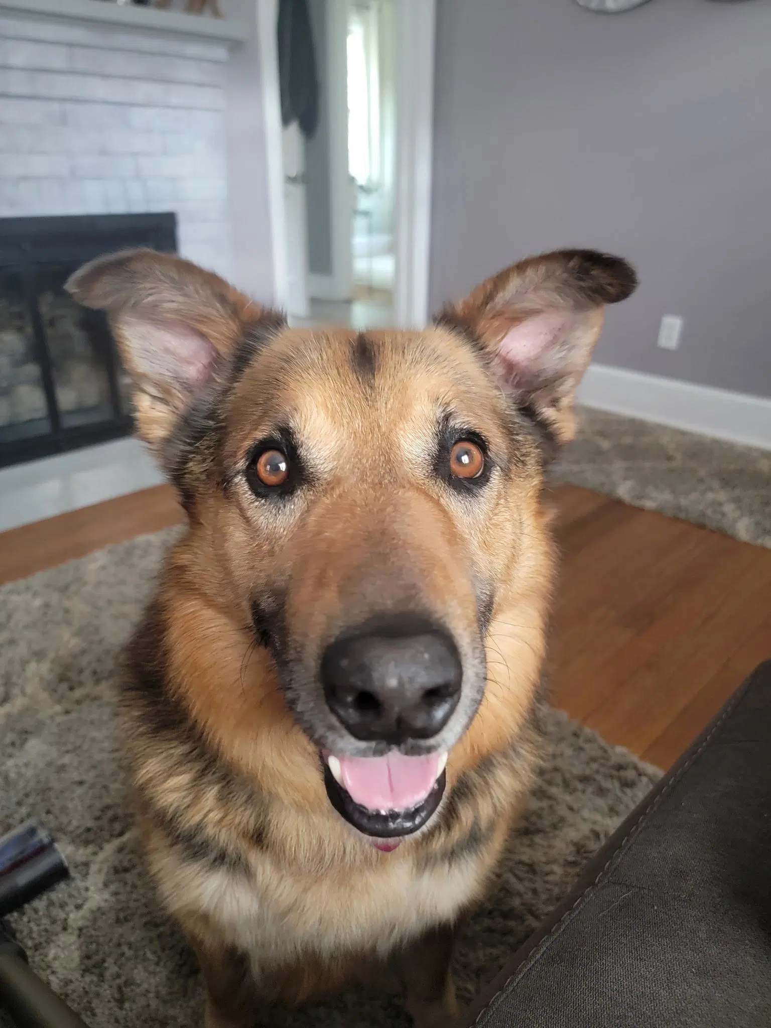 Lazlo-Courtesy Post - Shepherd
