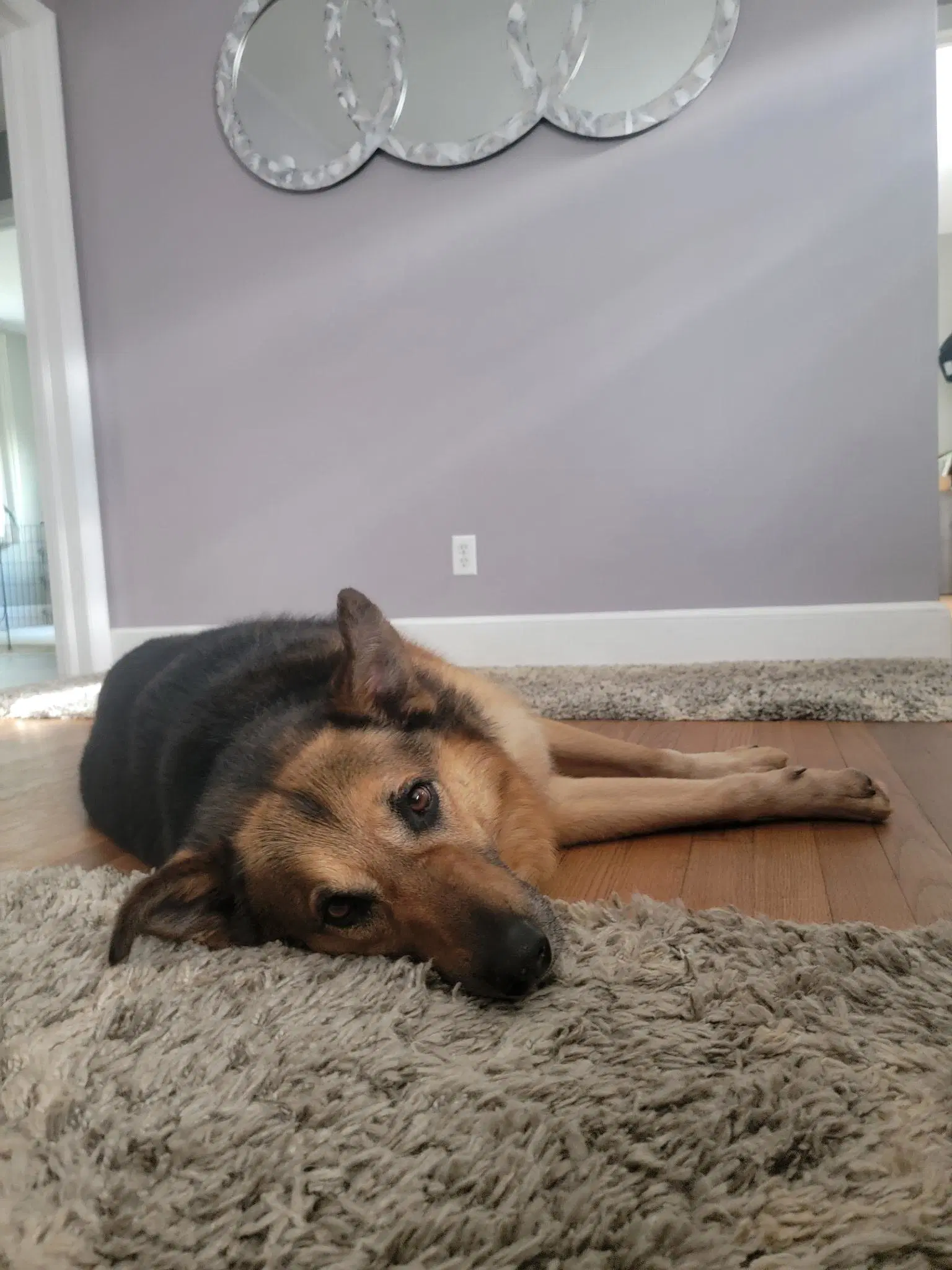Lazlo-Courtesy Post image 3