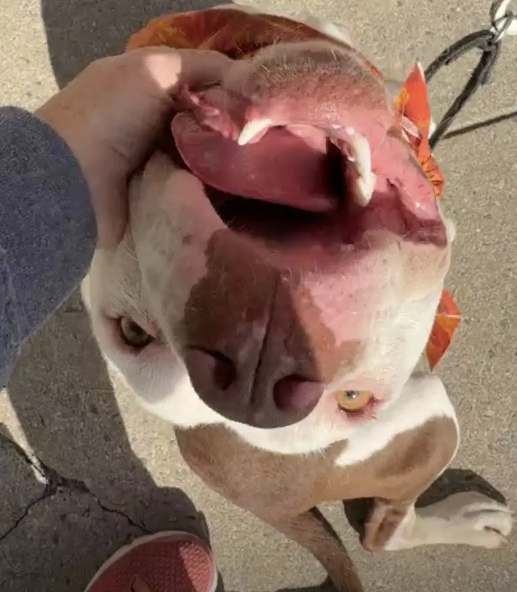 Jeremy - Pit Bull Terrier