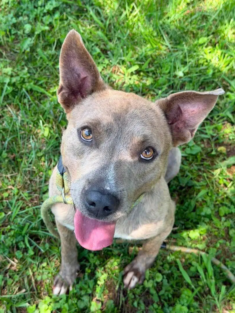 Romeo - Courtesy Post - Pit Bull Terrier