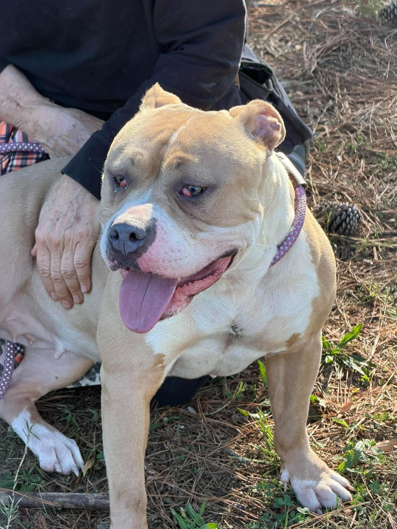Lyra - Staffordshire Bull Terrier