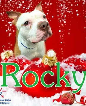 Rocky Potato image 2