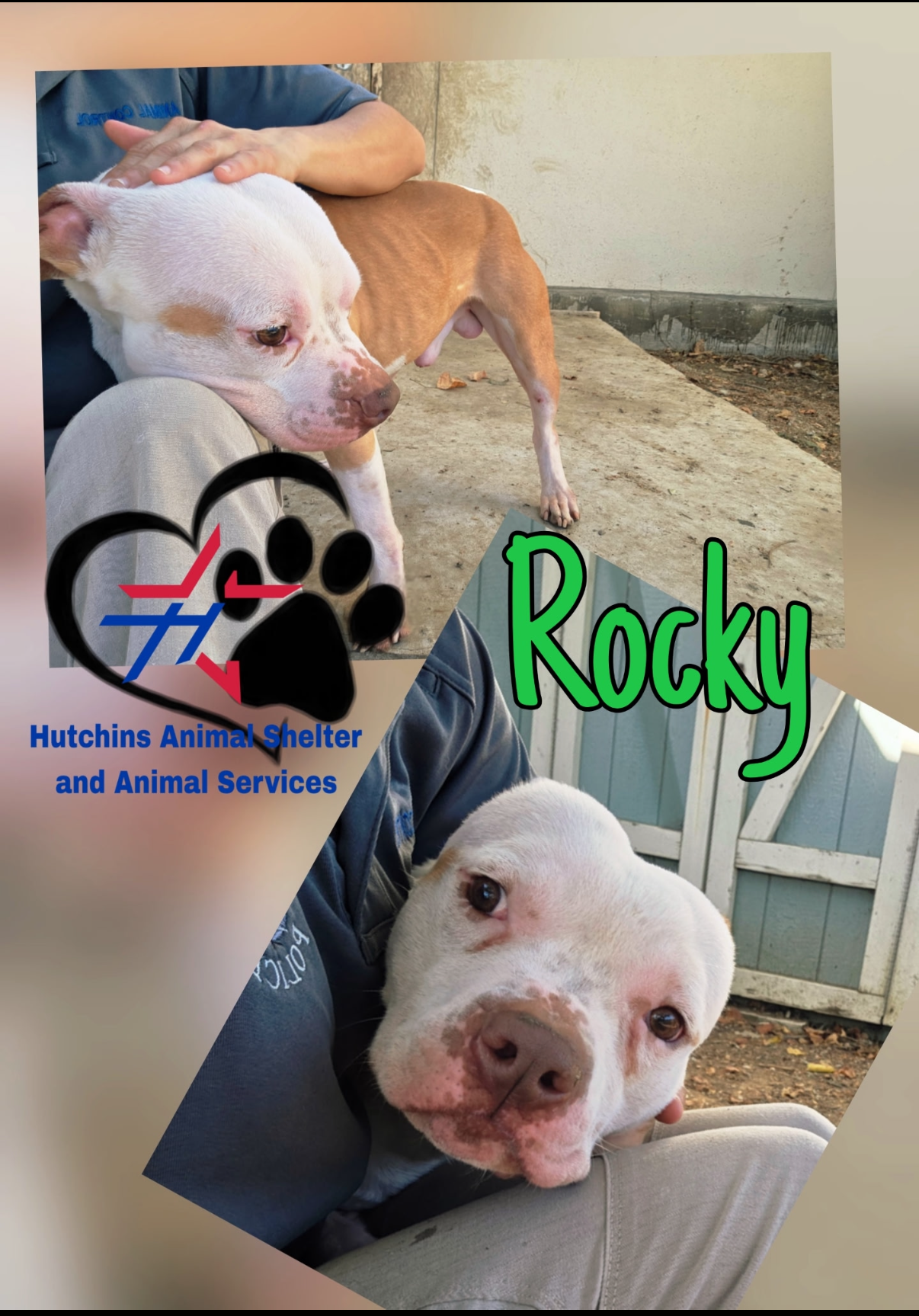 Rocky Potato, photo 4